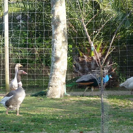 Atlantico * Ribeira Grande