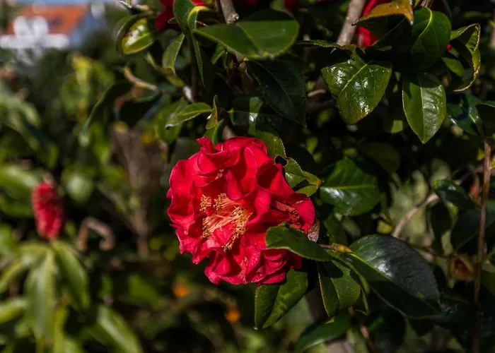 Atlantico 리베라그란데