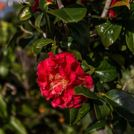 Atlantico Ribeira Grande