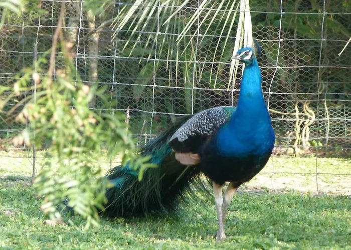 Atlantico 公寓 大里贝拉